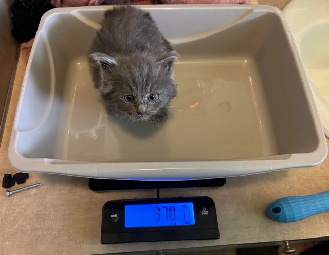 A tiny kitten being weighed.