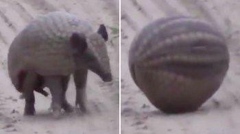 An armadillo turning into a ball.