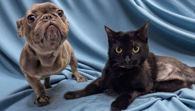 Blueberry the bulldog and Meadow the cat.