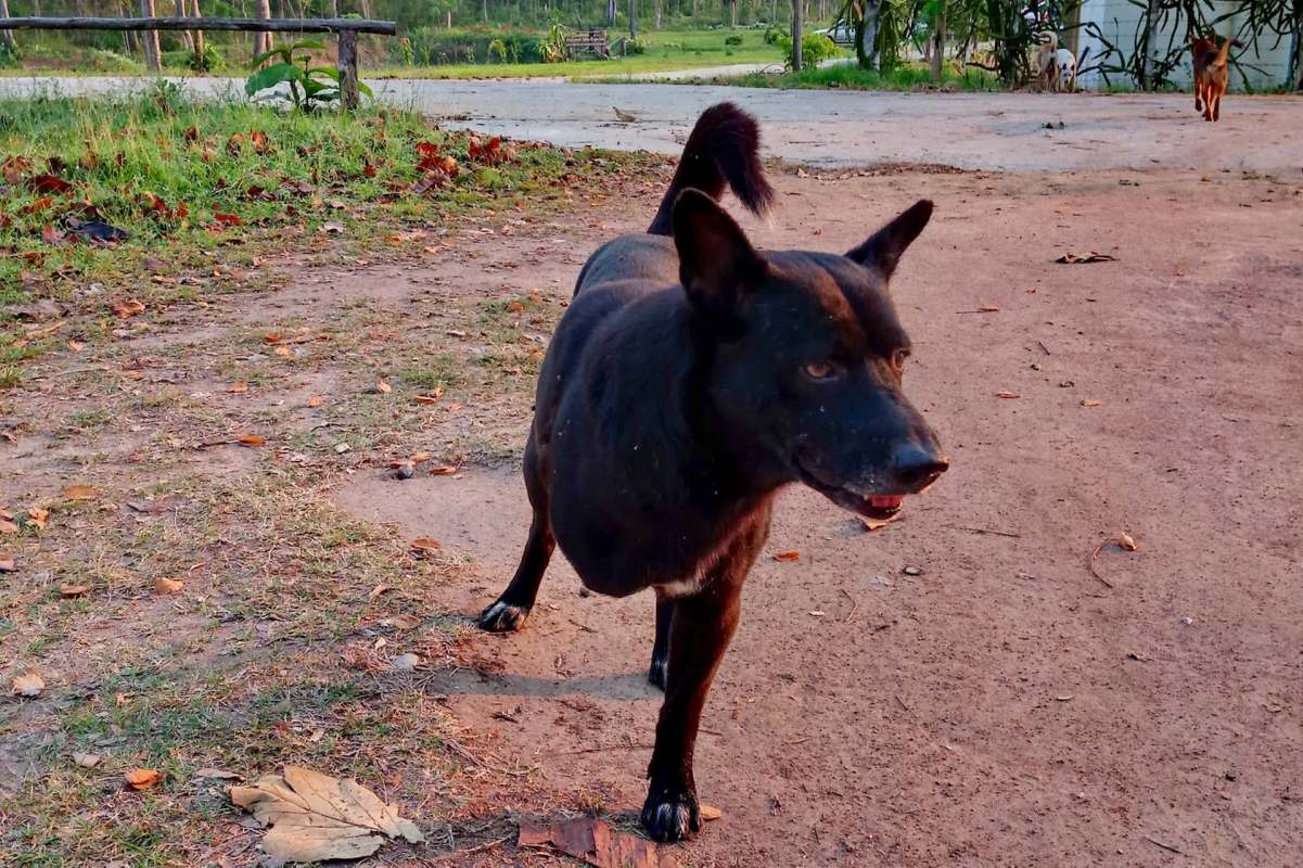 A black dog stands on a dirt path with grass and scattered leaves in the background.