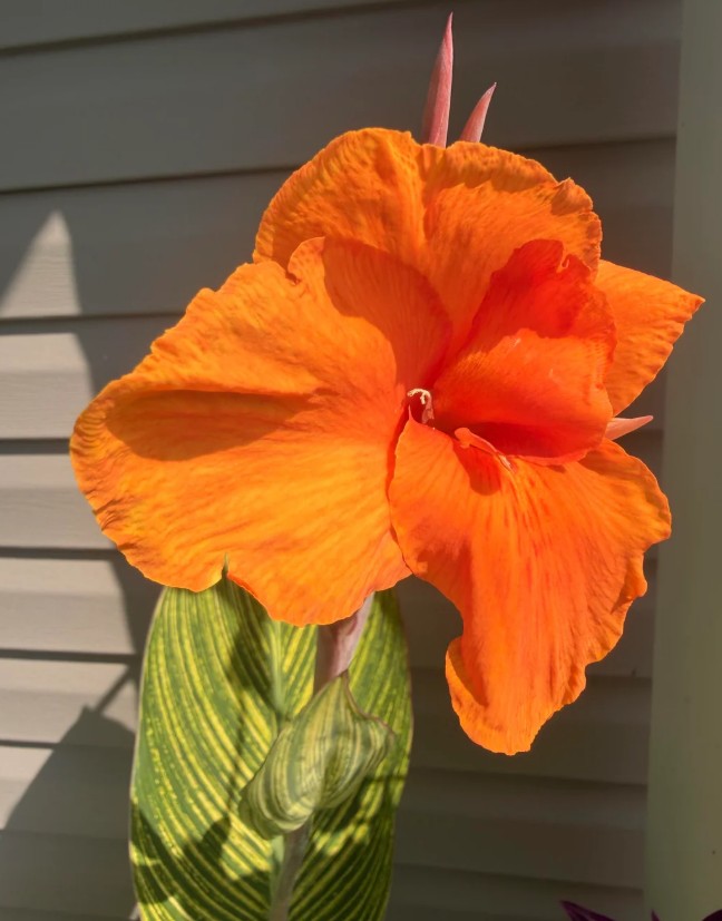 A Bengal tiger canna lily.
