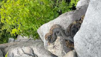 Two snakes are coiled around a rock with green foliage in the background.