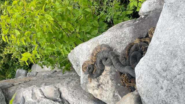 Two snakes are coiled on a rock.