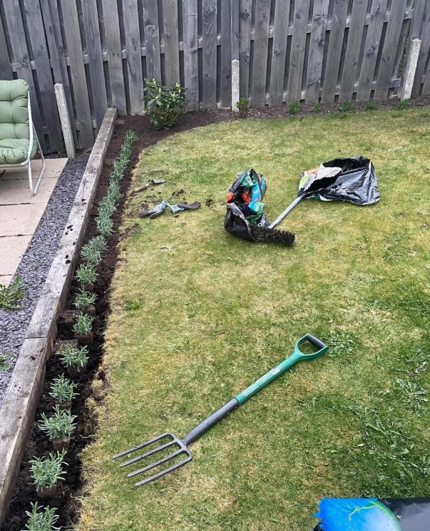 Newly planted lavender without blooms.