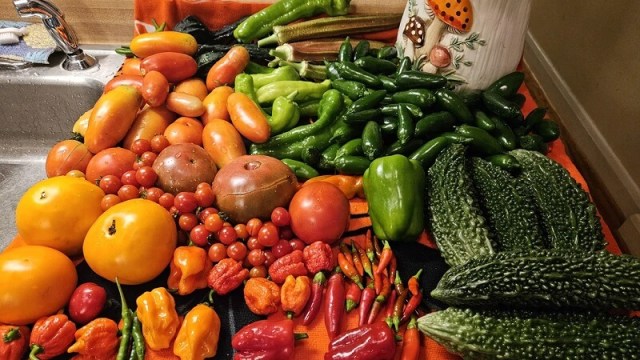 A variety of tomatoes and peppers piled beside a kitchen sink.