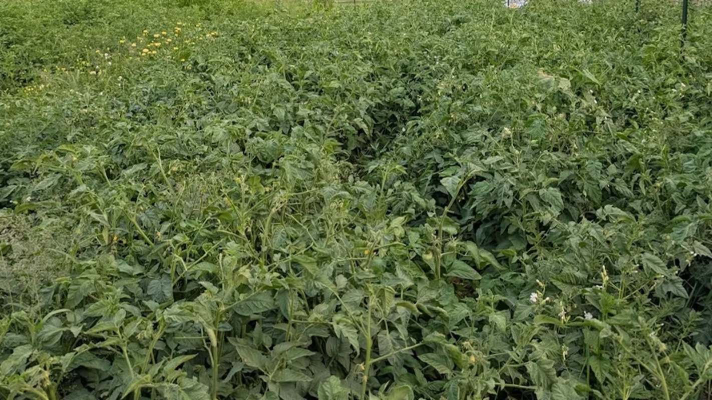 A dense field of green tomato plants with some yellow flowers scattered throughout.