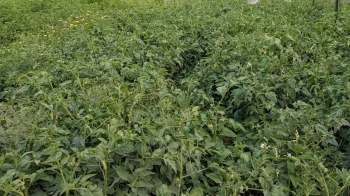 A dense field of green tomato plants with some yellow flowers scattered throughout.