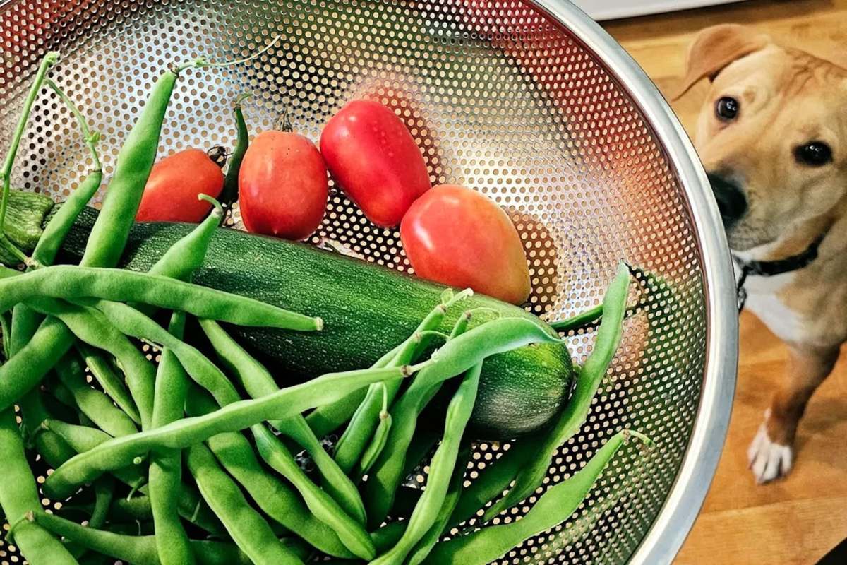 A colander filled with green beans, tomatoes, and a zucchini, with a dog observing in the background.