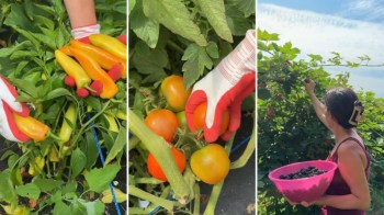 A person picking produce in a garden.