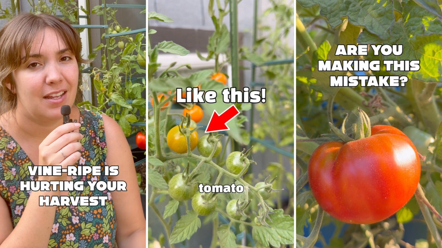 A gardener discussing tomatoes.