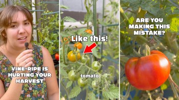 A gardener discussing tomatoes.
