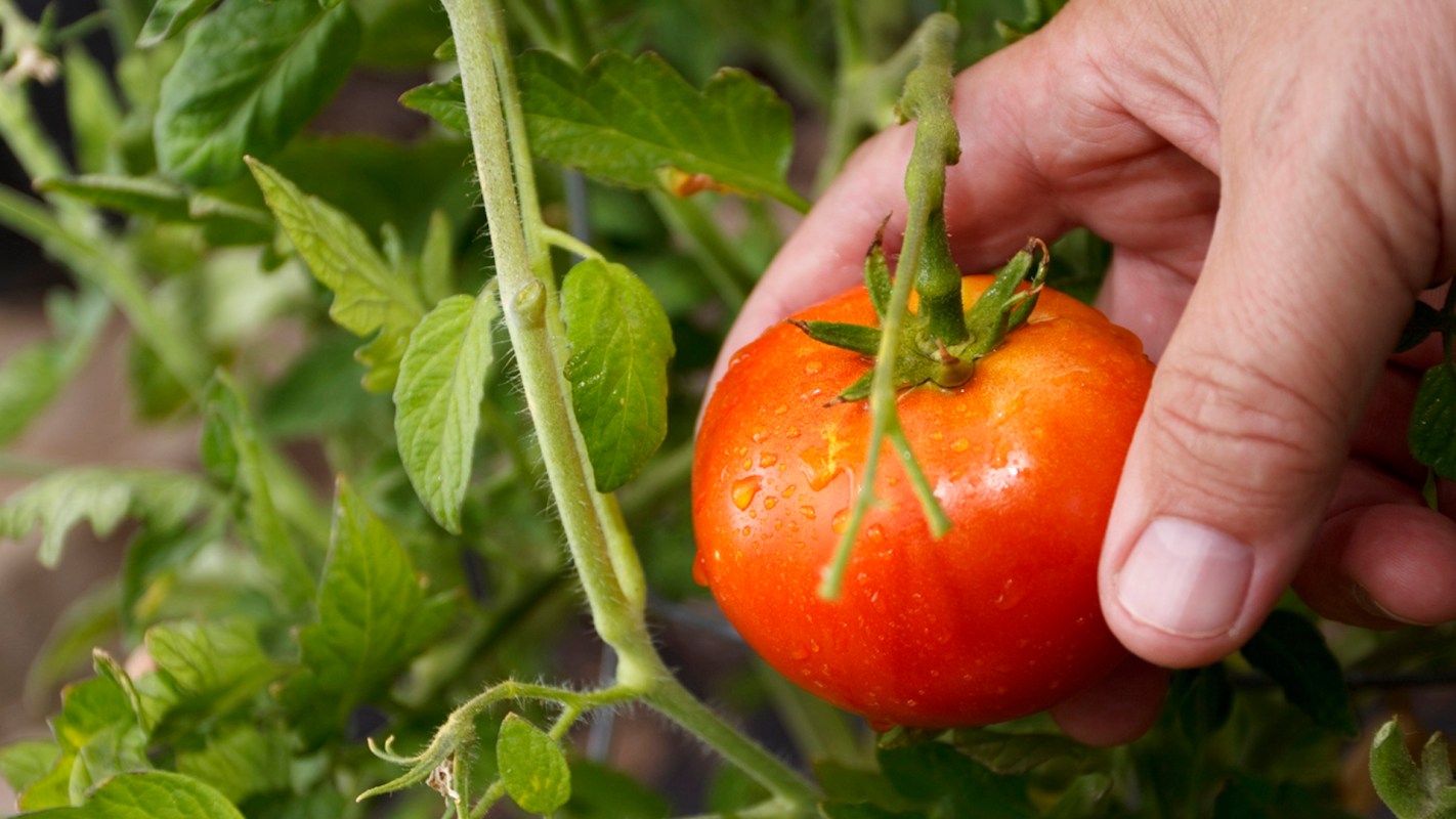 A hand holding a ripe red tomato on a vine surrounded by green leaves.