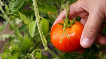 A hand holding a ripe red tomato on a vine surrounded by green leaves.