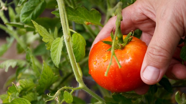 A hand holding a ripe red tomato on a vine surrounded by green leaves.
