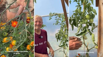 A gardener inspecting tomato plants.