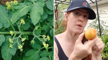 A woman holds a ripe tomato while standing among garden plants.
