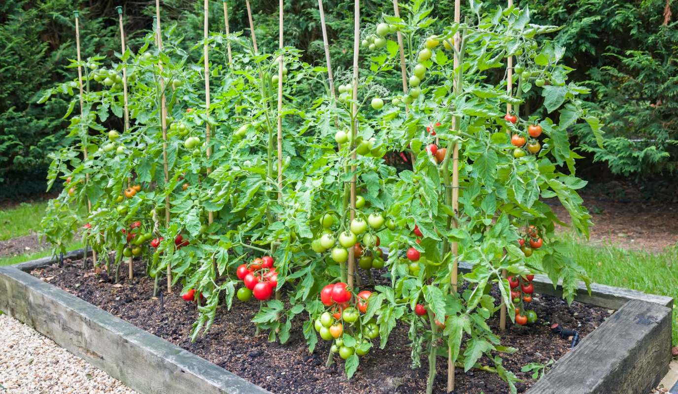 A garden bed with tomato plants bearing green and ripe red tomatoes.