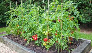 A garden bed with tomato plants bearing green and ripe red tomatoes.