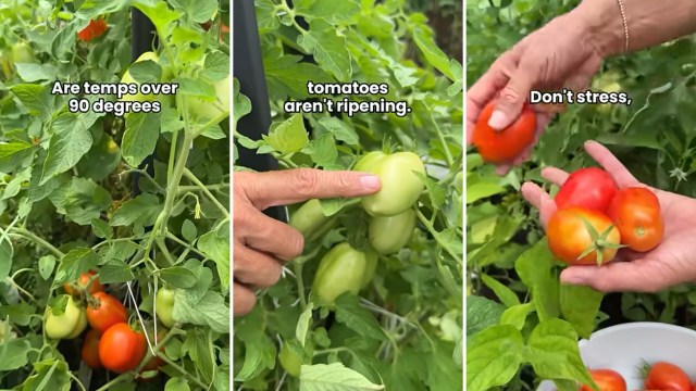 A person inspects green and ripe tomatoes on a plant in a garden.