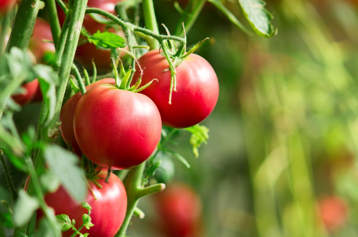 A tomato plant.