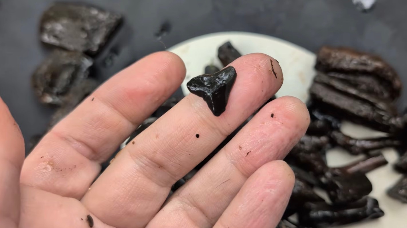 A hand holding a small black fossilized shark tooth over scattered fossil specimens on a surface.