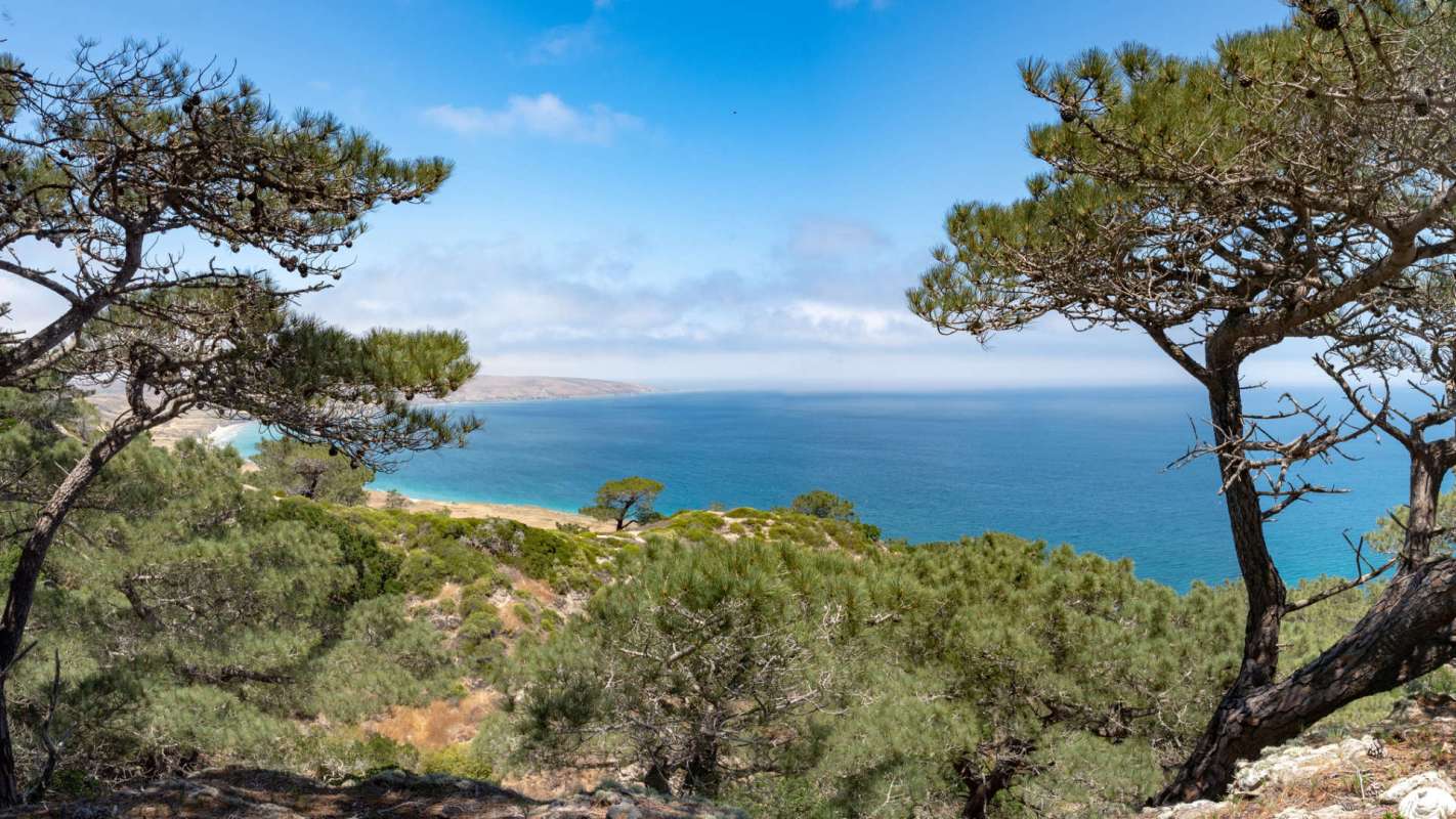 A panoramic view of the ocean from a coastal cliff, framed by trees and greenery.