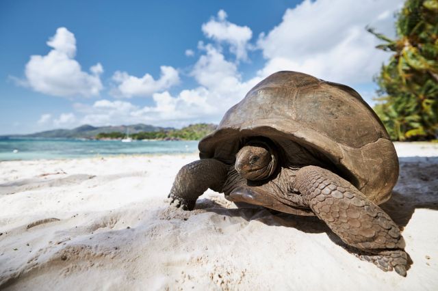 A tortoise on the beach.