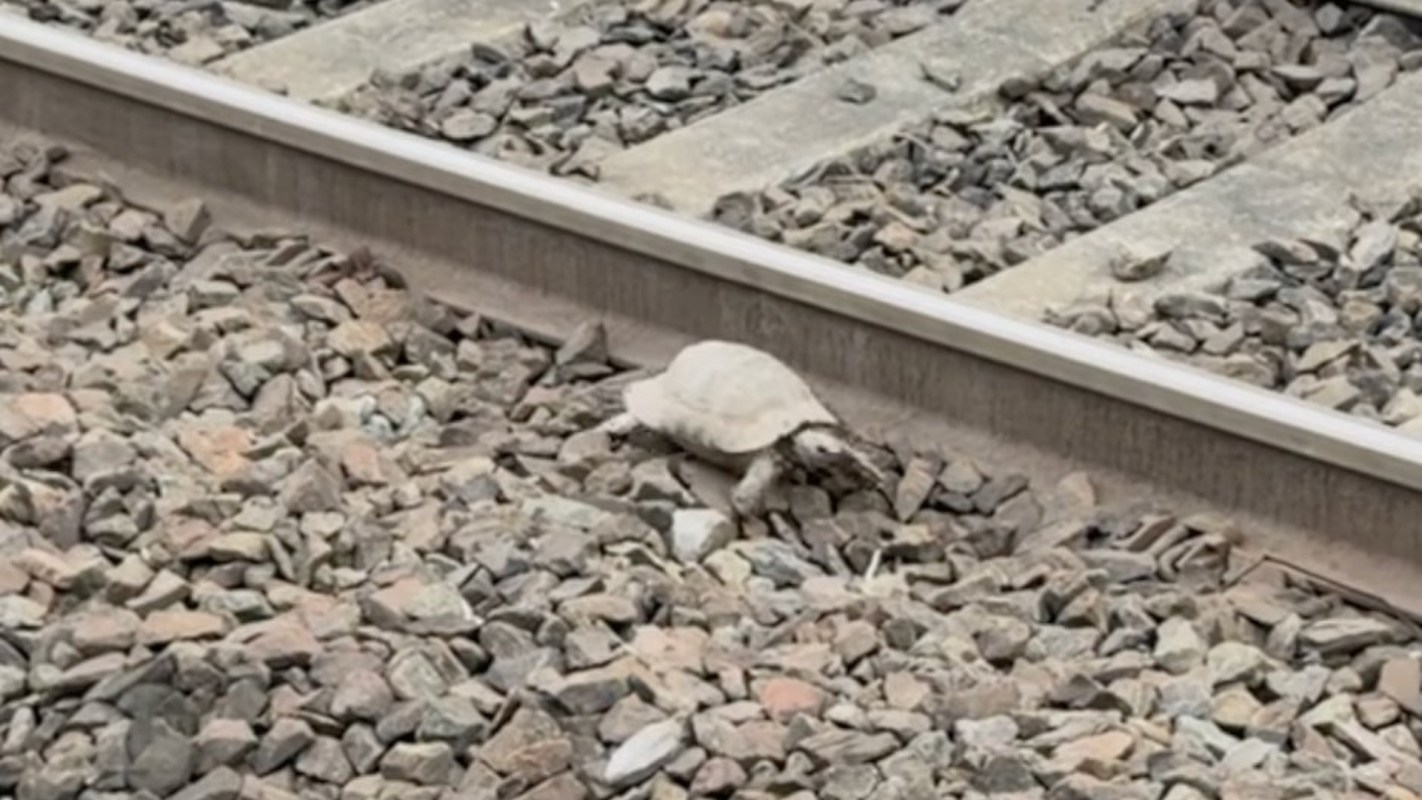 A tortoise next to railroad tracks.