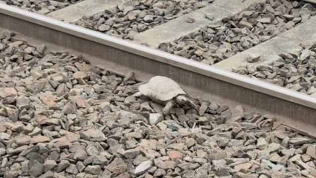 A tortoise next to railroad tracks.