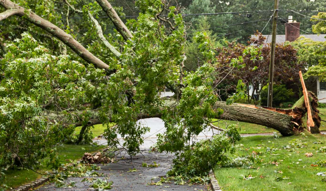 A large fallen tree obstructs a residential driveway surrounded by green grass.