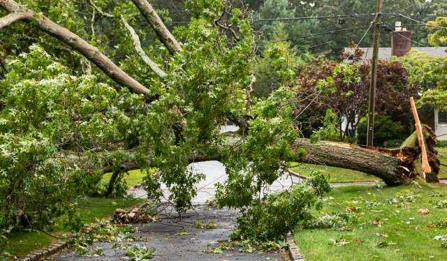 A large fallen tree obstructs a residential driveway surrounded by green grass.