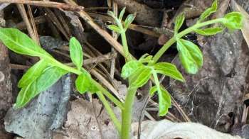A green plant with multiple leaves growing among dry leaves and twigs.