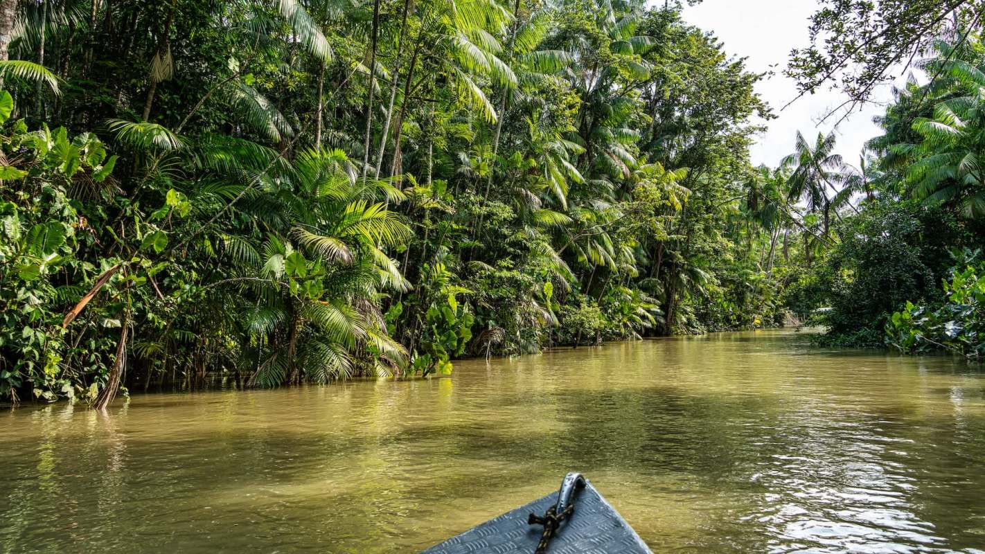 A view of a river surrounded by dense tropical vegetation.