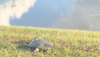 A turtle crawls on grassy land toward a body of water.