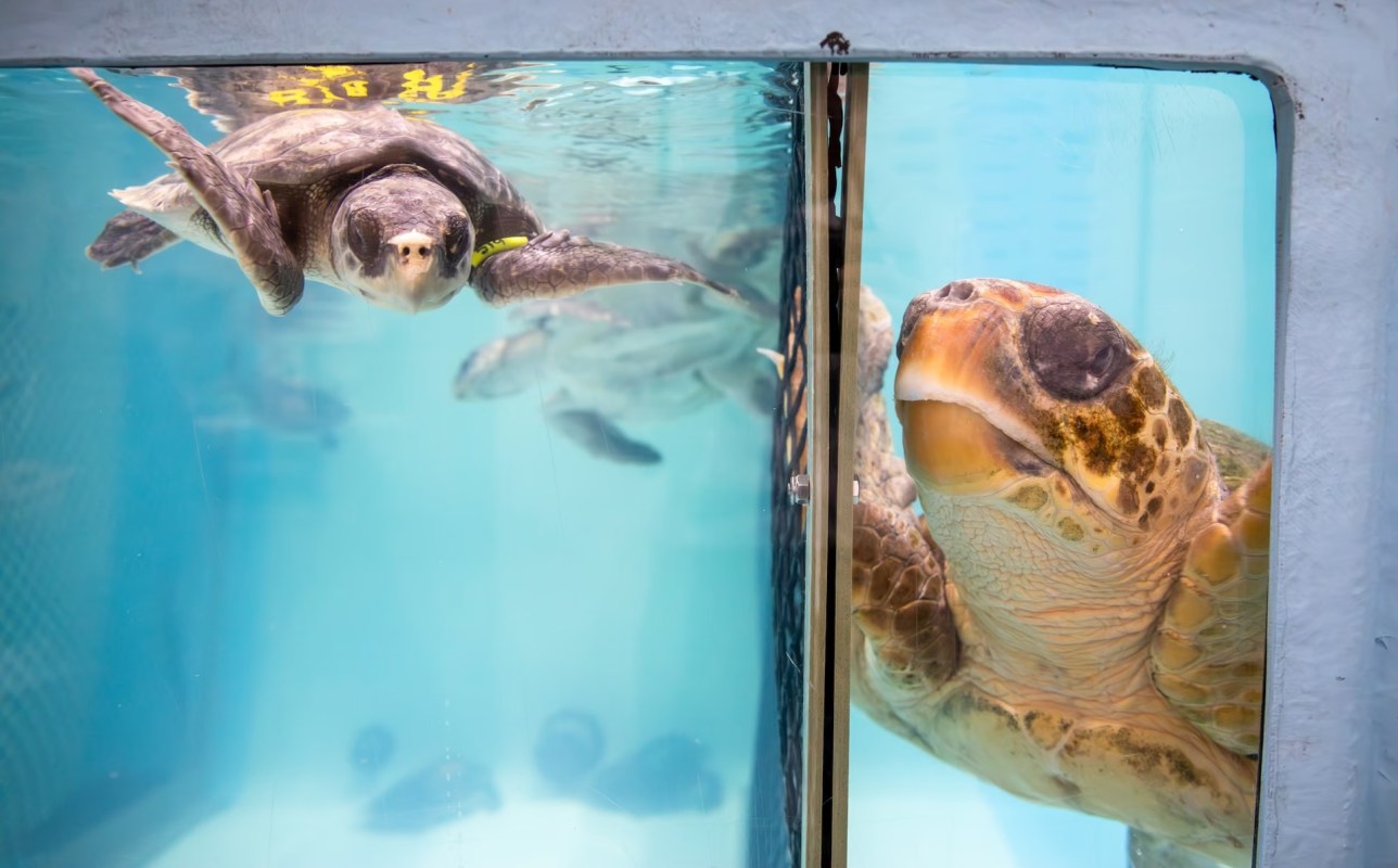 Two sea turtles swimming in an aquarium, with one turtle close to a glass divider.