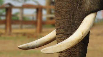 Two tusks of an elephant against a blurred background.