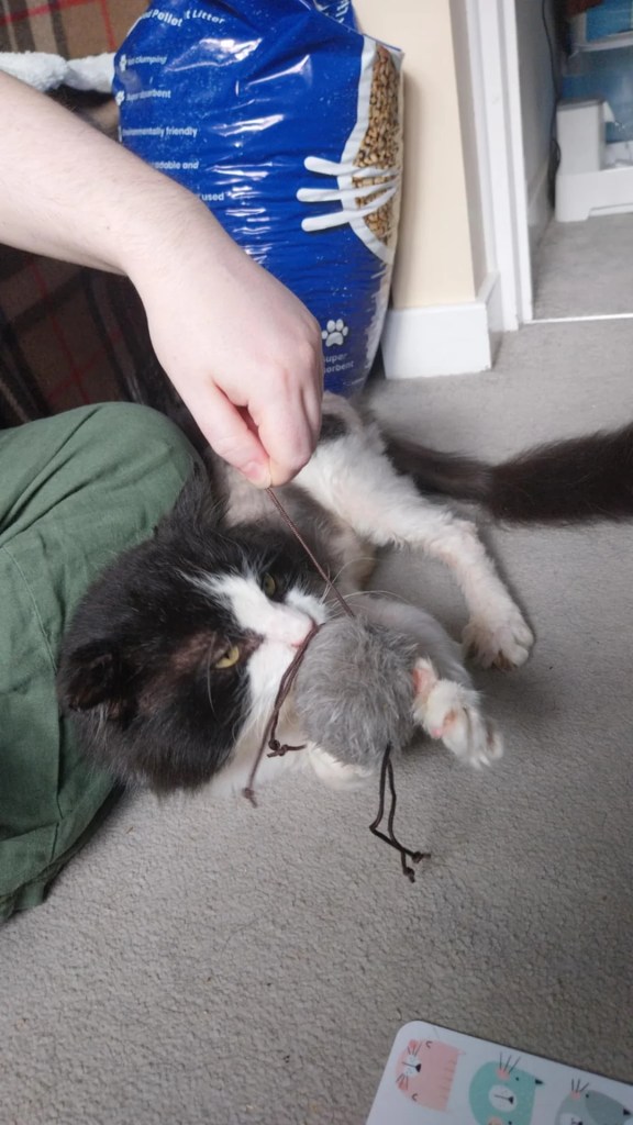A groomed cat playing with a toy. 