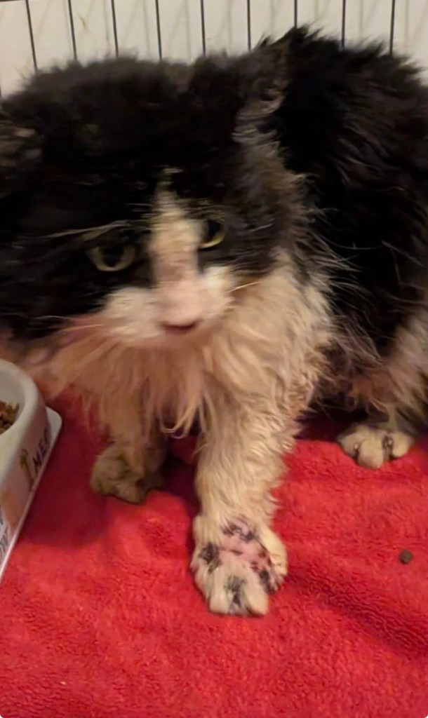 A scraggly black and white cat. 