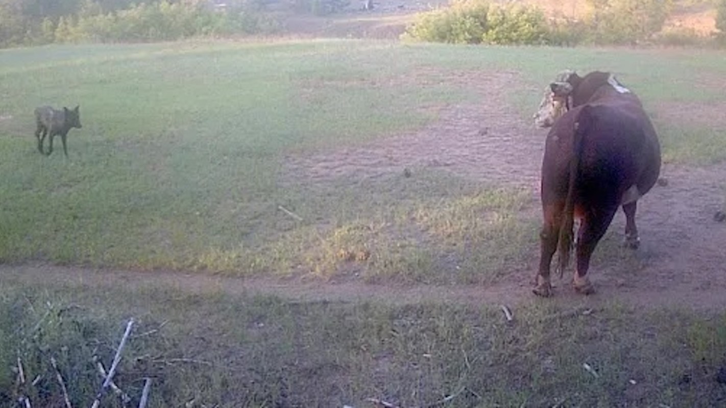 A cow stands in a field, watching a wolf approach.