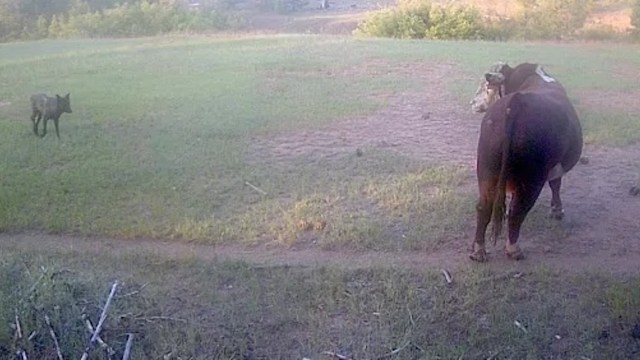 A cow stands in a field, watching a wolf approach.
