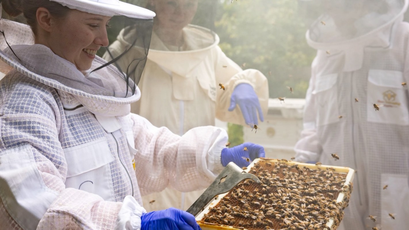 A person in a beekeeping suit holds a frame with bees, surrounded by others in beekeeping attire.