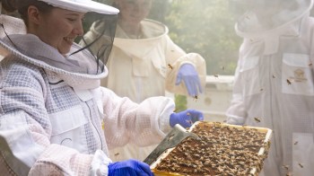 A person in a beekeeping suit holds a frame with bees, surrounded by others in beekeeping attire.