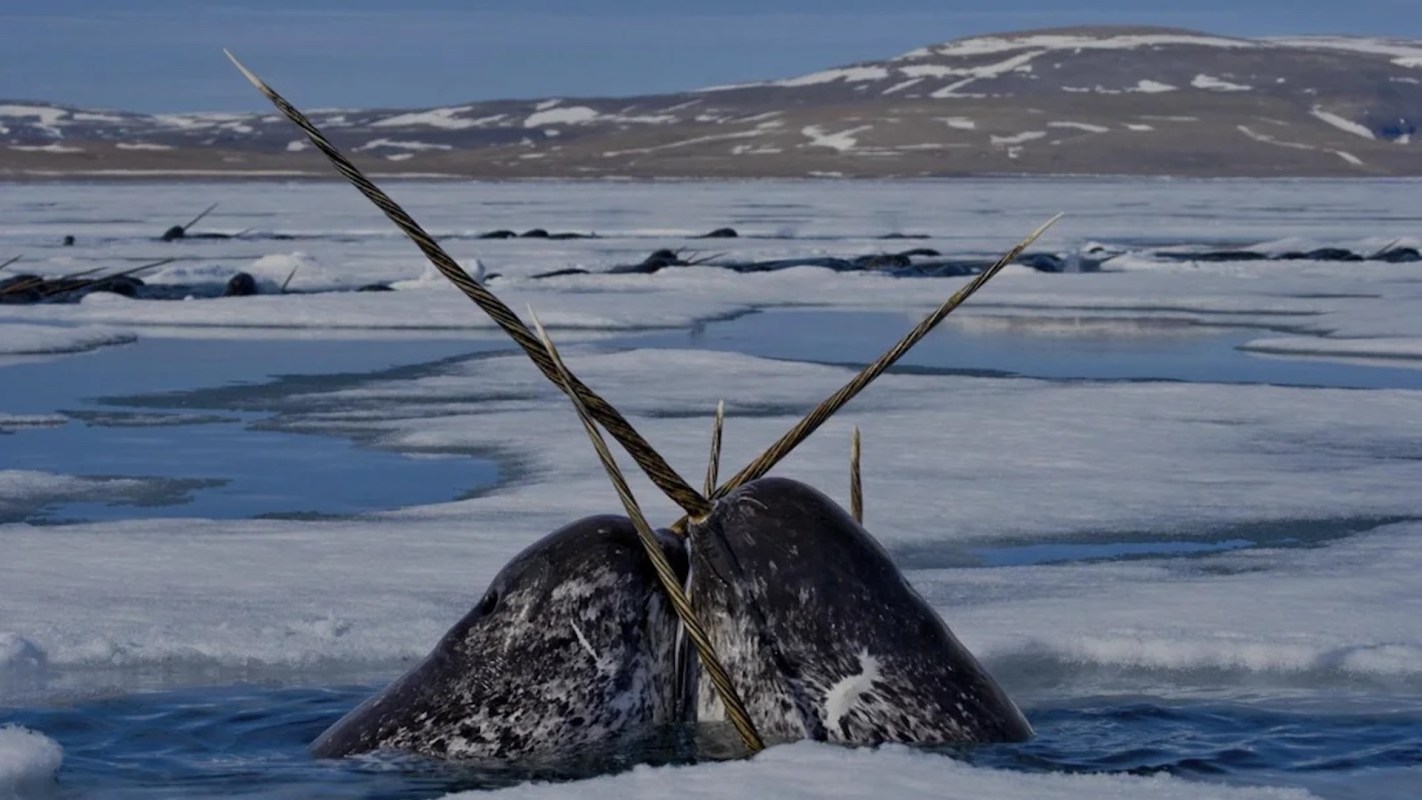 Two narwhals crossing tusks in icy water.