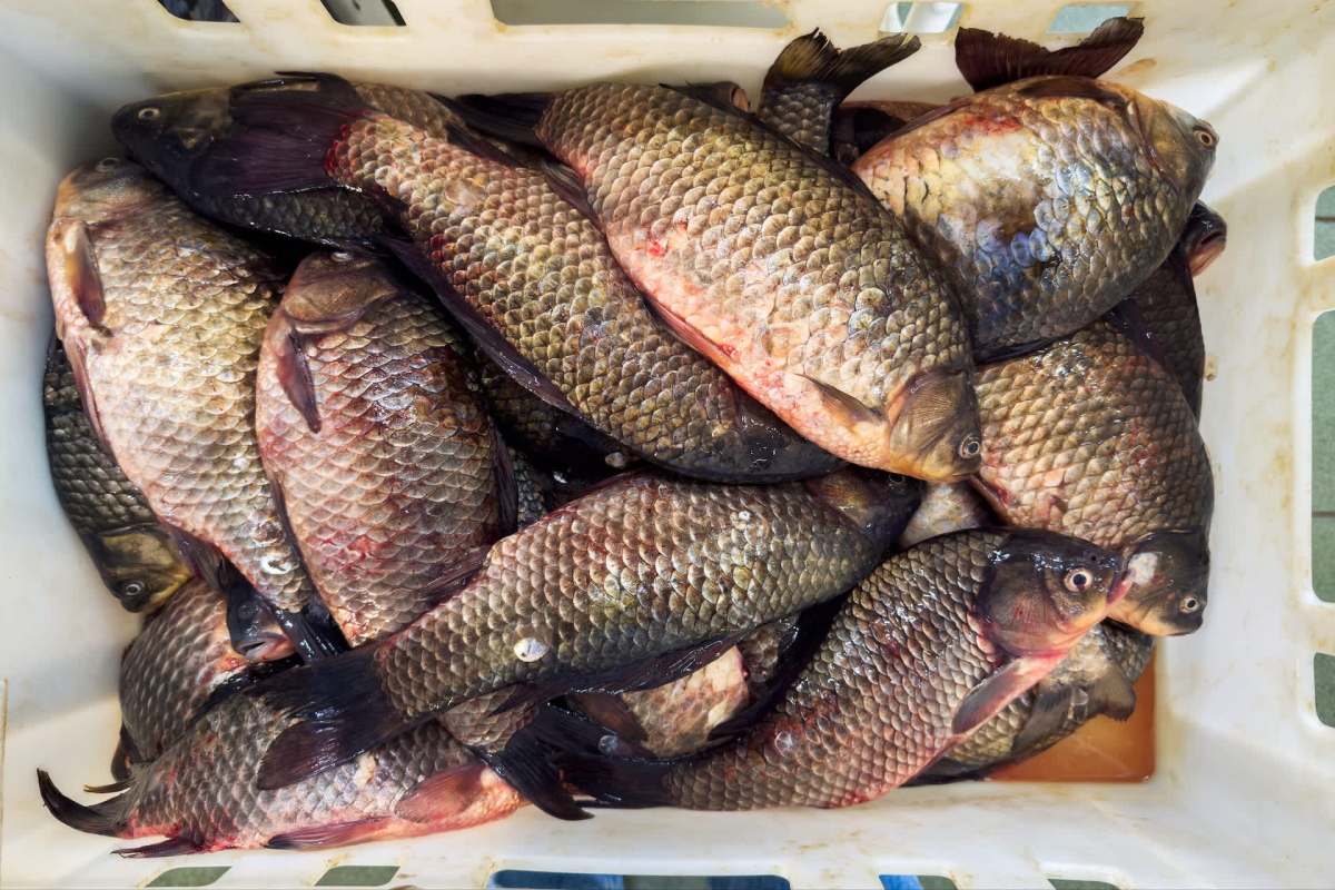 A collection of carp piled in a white container.