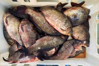 A collection of carp piled in a white container.