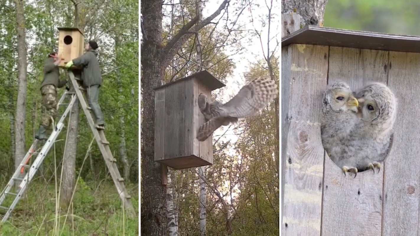 Owls in a nest box.