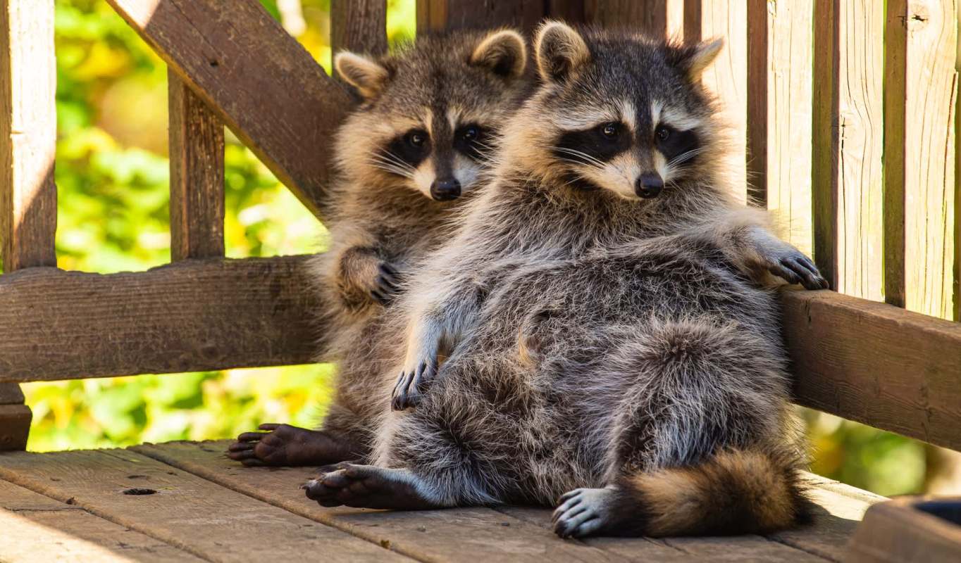 Two raccoons sit on a wooden platform near a fence.