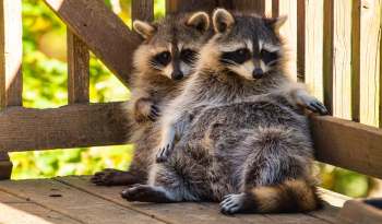 Two raccoons sit on a wooden platform near a fence.
