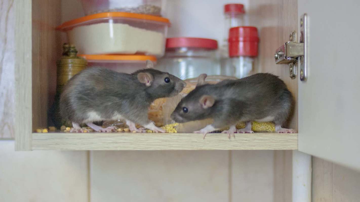 Two rats on a shelf surrounded by containers and food items.