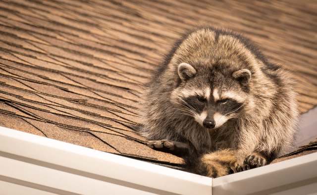 A raccoon on the edge of a roof.